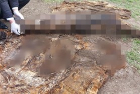 ÎNGROZITOR // Cadavrul unui bărbat din Edineț a fost găsit îngropat într-o anexă din curtea casei presupusului ucigaș